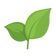 Thé vert